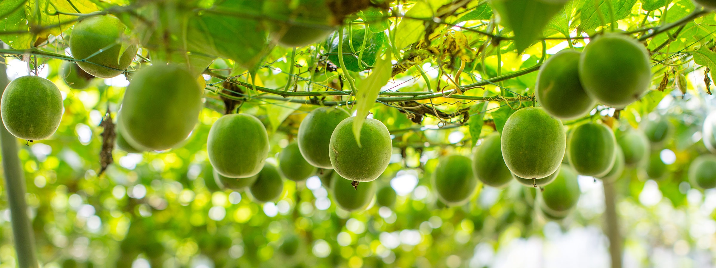 Monk Fruit Sweeteners